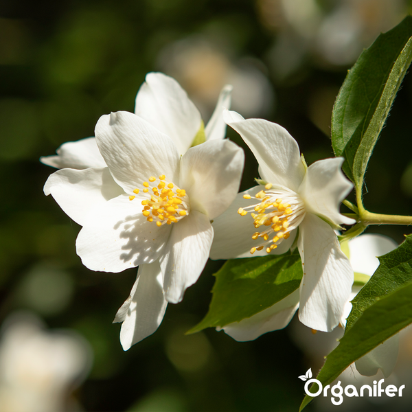 Weiße Blüten des Pfeifenstrauchs mit gelben Staubgefäßen und grünen Blättern, Organifer Logo