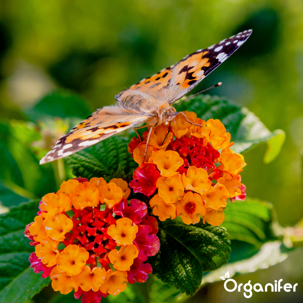 Schmetterling sitzt auf Lantana-Blüten, Organifer Logo.
