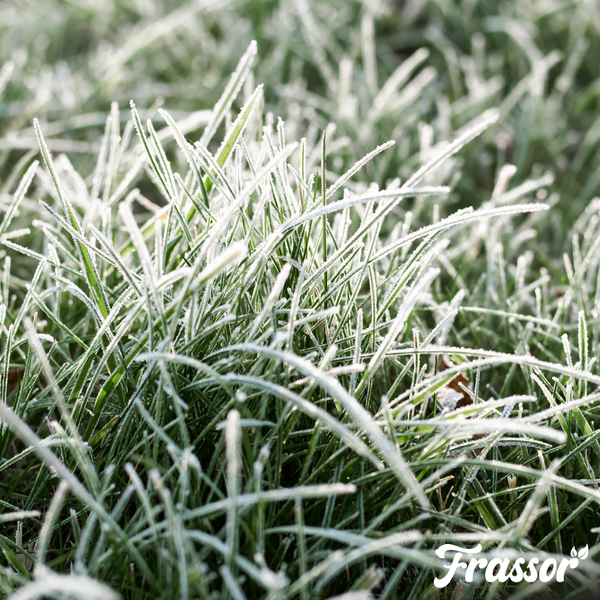 Grüner Rasen bedeckt mit herabgefallenem Herbstlaub. Frassor Logo.