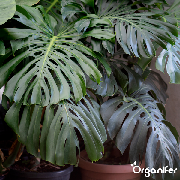Monstera deliciosa Zimmerpflanze mit großen gefensterten Blättern in einem Topf, Organifer Logo