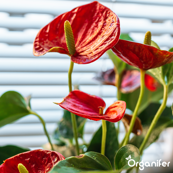 Hände halten glänzende rote Anthurienblüten einer Flamingoblume mit Organifer Logo.