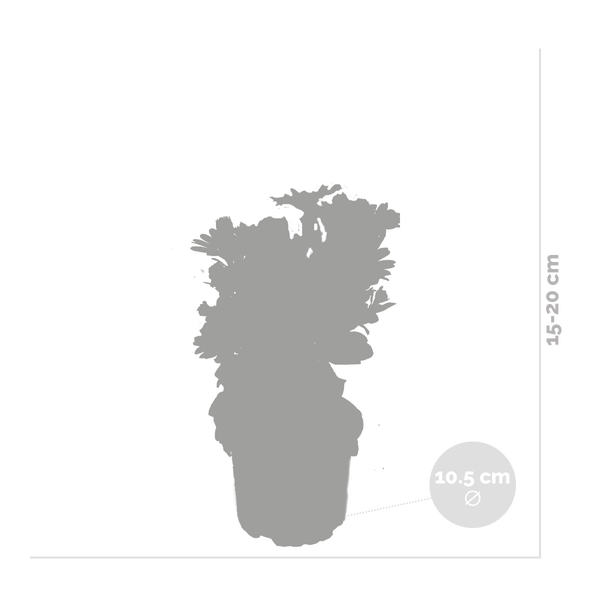 Abfalleimer mit Schwingdeckel und Metalleinsatz