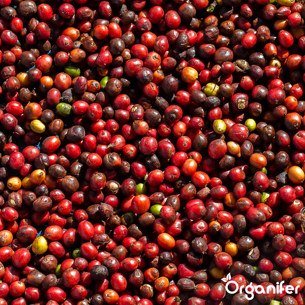 Nahaufnahme von vielen Kaffeekirschen in verschiedenen Reifegraden. Organifer Logo.