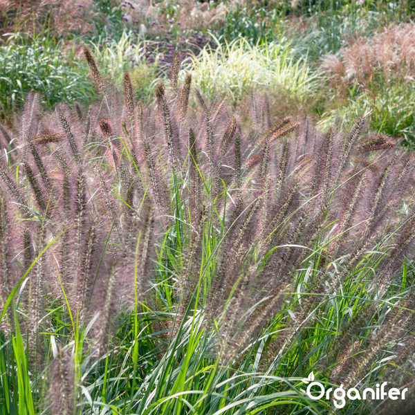 Lampenputzergras Pennisetum mit federartigen Blütenständen im Garten, Organifer Logo.