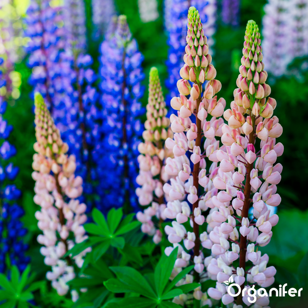 Blühende Lupinen in einem hellen Garten mit grünen Blättern und Organifer Logo.