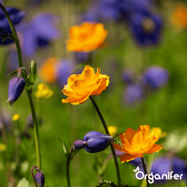 Orangefarbene Trollblumen und violette Akeleiknospen in einem hellen, blühenden Garten mit Organifer Logo.