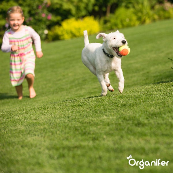 Weißer Hund rennt mit Ball über einen grünen Rasen im Garten, im Hintergrund ein spielendes Kind, Organifer Logo.