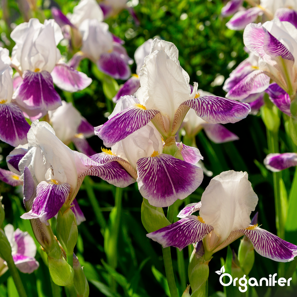 Weiße und violette Schwertlilien in einem Garten mit grünen Stängeln. Organifer Logo.