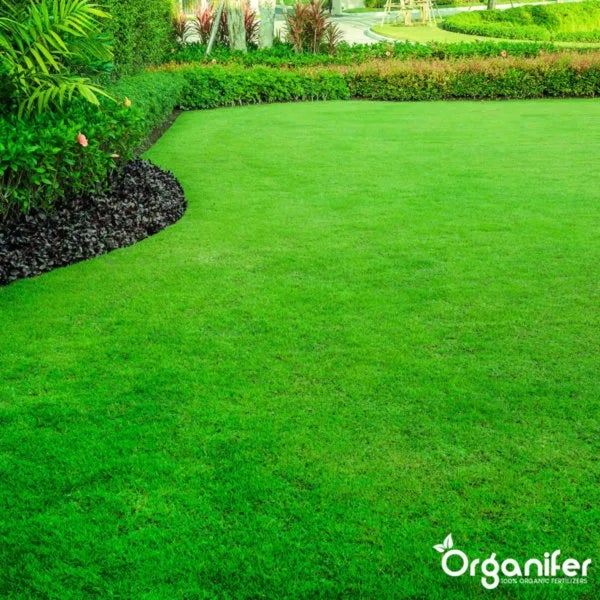 Gepflegter grüner Rasen im Garten mit Beeteinfassung aus Mulch und Hecken, inklusive Organifer Logo.