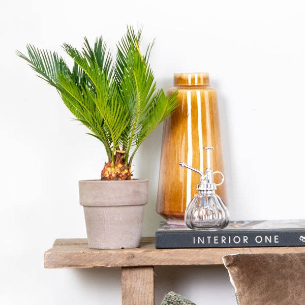 Bloomique - Cycas Revoluta - Palmfarn - Sagopalme - Palme - Sehr Pflegeleicht - Höhe 30-40 cm - Topf 12 cm