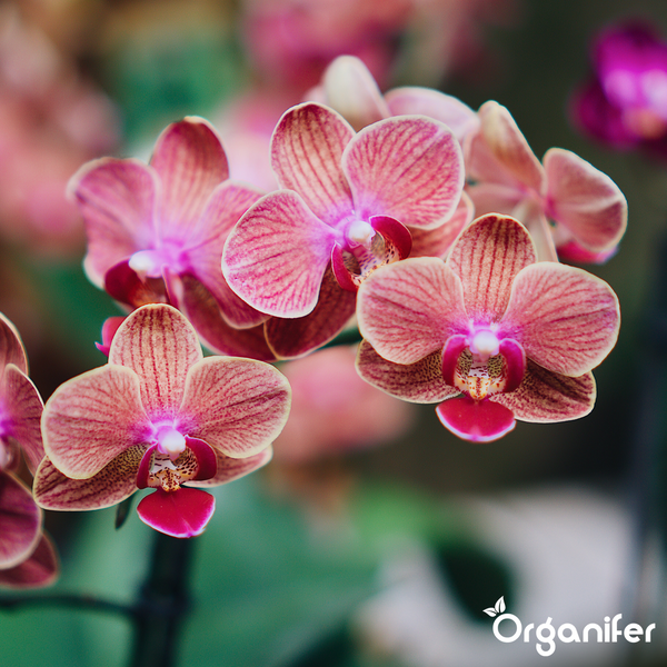 Phalaenopsis-Orchideen mit gemusterten Blütenblättern. Organifer Logo.