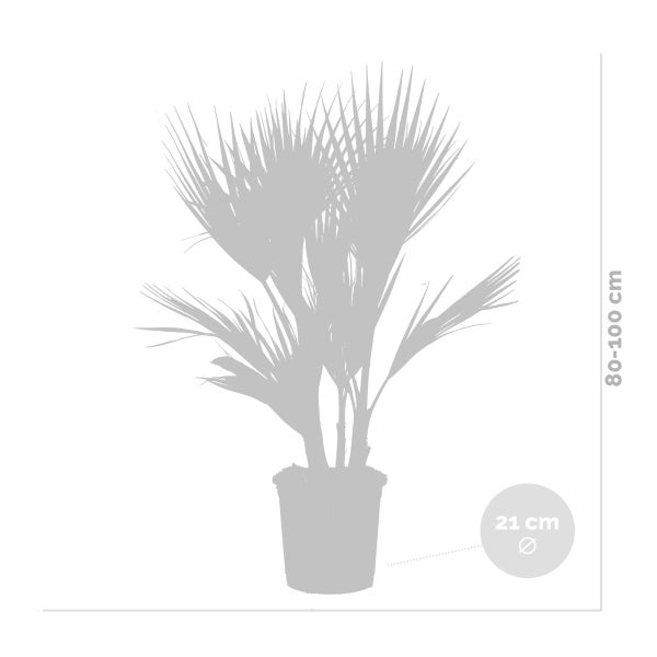 Bloomique - Washingtonia Robusta - Mexikanische Fächerpalme - Palme - Winterharte Balkonpflanzen - Gartenpflanzen Winterhart - Höhe 80-100 cm - Topf 21 cm