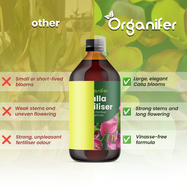 Organifer Calla-Dünger im Vergleich zu anderen Produkten: sorgt für große Blüten, starke Stiele, lange Blütezeit und ist frei von Vinasse.