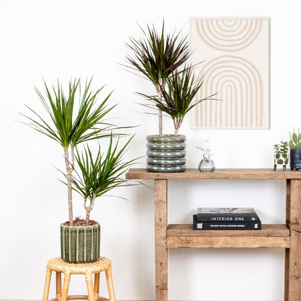 2x Dracaena Zimmerpflanzen Mix – Marginata-Magenta – Luftreinigend – ⌀17 cm - ↕65-75 cm