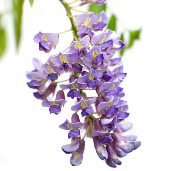 Bloomique - Wisteria Sinensis Prolific - Blauregen Kletterpflanze - Blau - Kletterpflanzen - Gartenpflanzen - Winterhart - 50-70 cm Hoch - Topf 15 cm