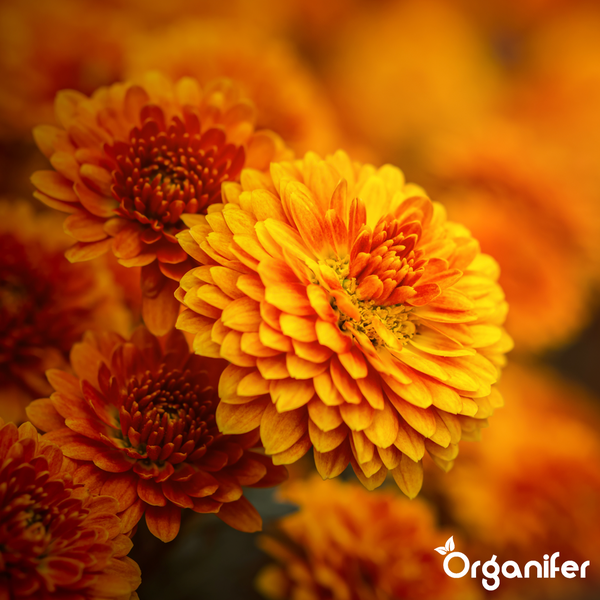 Vorher-Nachher-Vergleich einer verwelkten Chrysantheme und einer blühenden Pflanze nach Anwendung von Organifer. Organifer Logo.