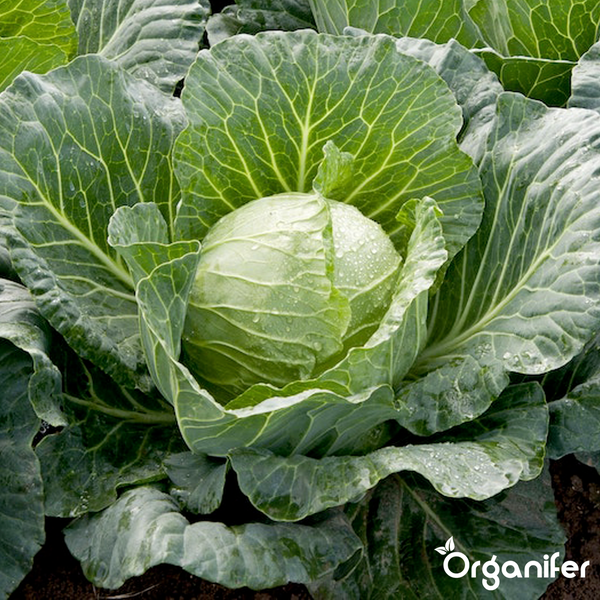 Ein runder Kohlkopf im Gartenboden mit großen Außenblättern und Wassertropfen. Organifer Logo.