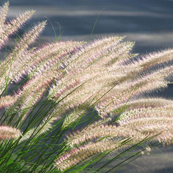 Bloomique - 2er-Set - Pennisetum Hameln - Lampenputzergras - Ziergras - Gartenpflanzen - Winterhart - Höhe 20-30 cm - Topf 13 cm