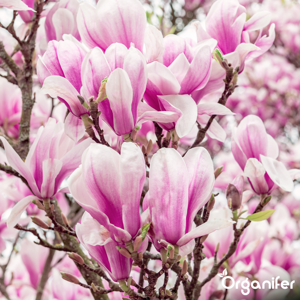 Blühende rosa und weiße Magnolienblüten an Zweigen mit Organifer Logo.