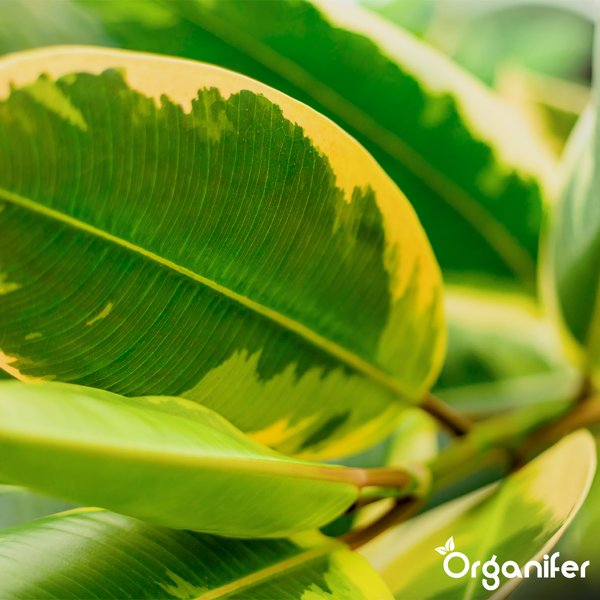 Nahaufnahme der panaschierten Blätter eines Gummibaums (Ficus elastica) mit Organifer Logo.