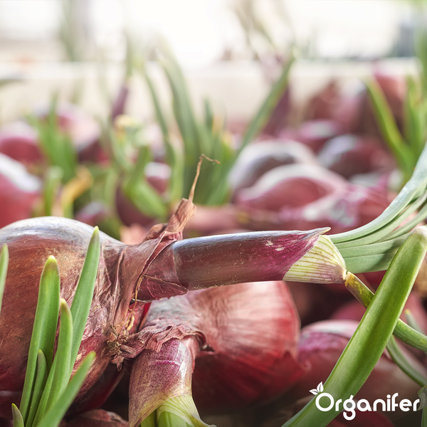 Flexible, selbstklebende Weichsockelleiste von Quest Profile, leicht zu reinigen, 70 x 20 mm