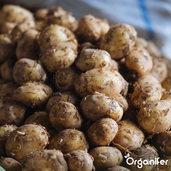 Kartoffelpflanzen im Gartenbeet