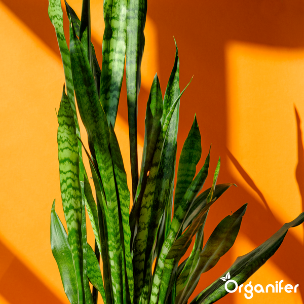 Sansevieria Bogenhanf mit aufrechten, gemusterten Blättern. Organifer Logo.