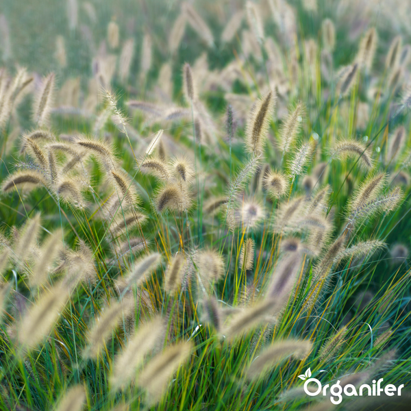 Lampenputzergras mit flauschigen Blütenständen und Grashalmen im Garten. Organifer Logo.