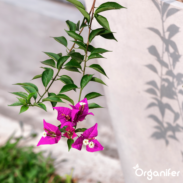 Bougainvillea mit violetten Hochblättern und grünen Blättern. Organifer Logo.