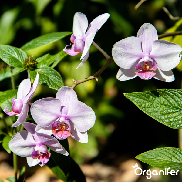 Blühende Phalaenopsis Orchideen mit rosa-weißen Blüten und grünen Blättern, Organifer Logo