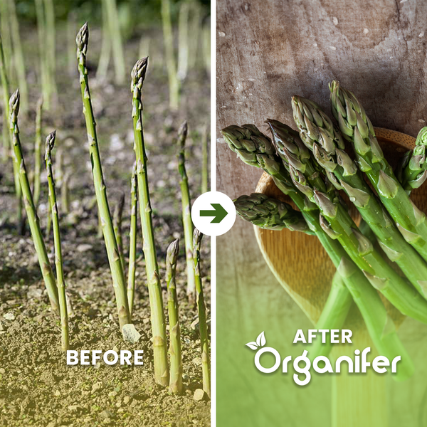 Frischer grüner Spargel auf einem Holzbrett mit Knoblauch und Salz, Organifer Logo.