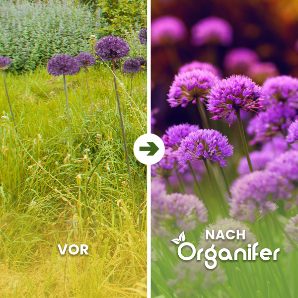 Vergleichsbild von Zierlauch vor und nach der Behandlung mit einem Produkt von Organifer