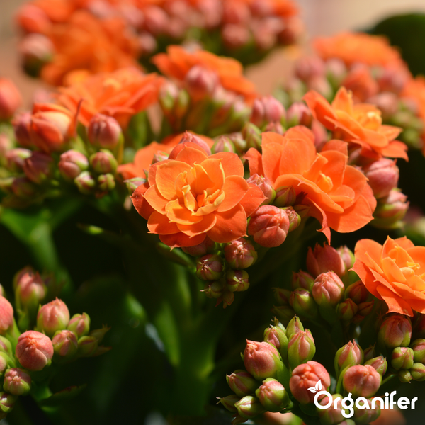 Nahaufnahme eines Flammenden Käthchens mit orangefarbenen Blüten und Knospen der Marke Organifer.