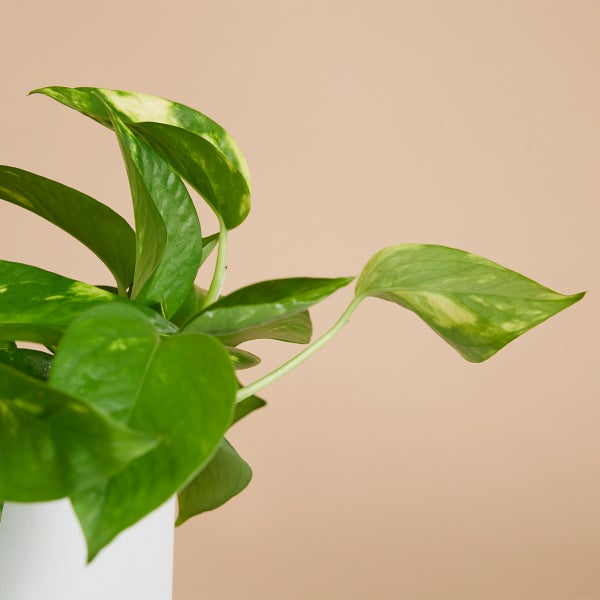 Bloomique - Scindapsus Aureum - Efeutute - Hängepflanze - Zimmerpflanzen - Kletterpflanzen für drinnen - Pflegeleicht - Luftreinigend - Höhe 10-20 cm - Topf 12 cm