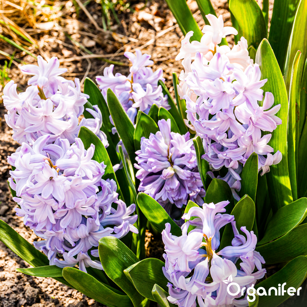 Hellviolette Hyazinthen mit grünen Blättern im Garten, Organifer Logo.