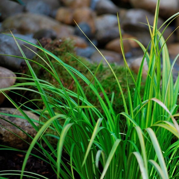 Acorus Calamus – Süßwassermelone – Teichpflanze – Pflegeleicht – Zone 2-3 – ⌀09 cm – ↕10-20 cm