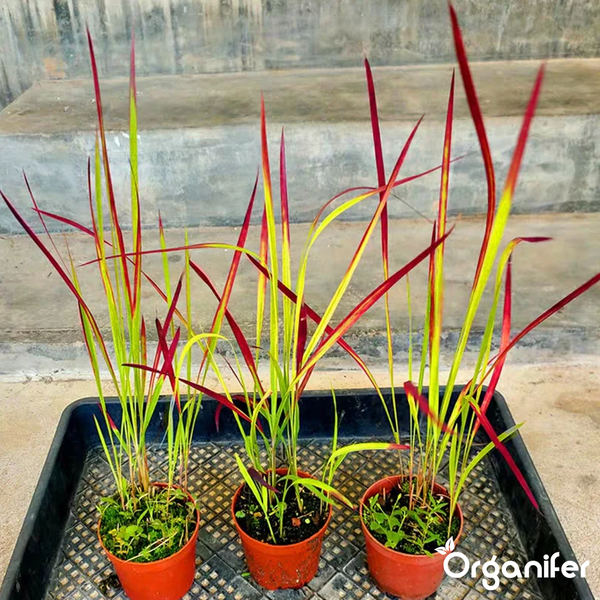 Japanisches Blutgras Imperata cylindrica Red Baron in drei Pflanztöpfen auf einem Tablett, Organifer Logo.