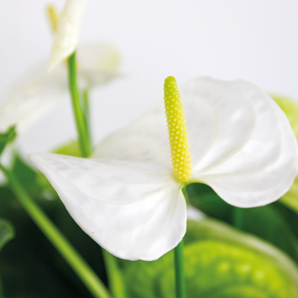 Bloomique - Anthurium Andreanum - Weiß - Flamingoblume - Blühende Zimmerpflanzen - Pflegeleicht - Höhe 40-50 cm - Topf 14 cm