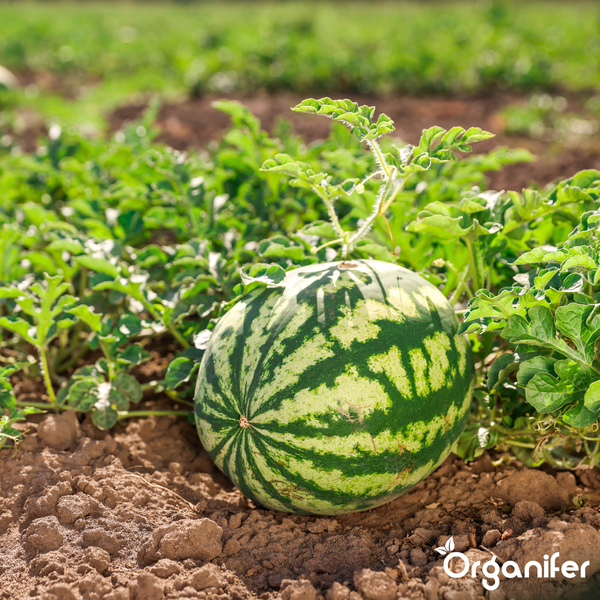 Eine Wassermelone wächst auf einem Feld an der Ranke auf Erdboden. Organifer Logo.