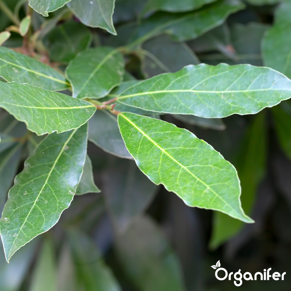 Blätter des Echten Lorbeers Laurus nobilis, Organifer Logo.