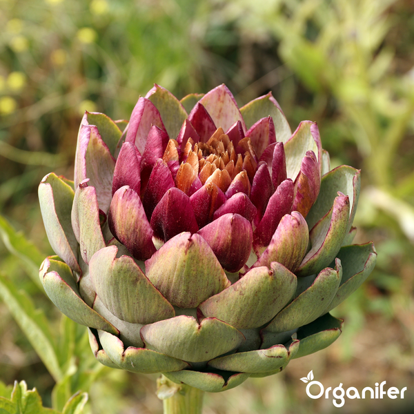 Nahaufnahme einer Artischocke im Garten, Organifer Logo.