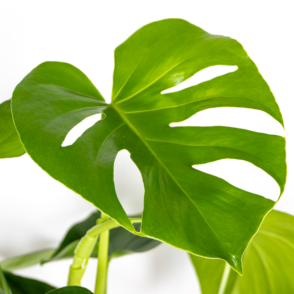 Bloomique - 2er Set - Monstera Deliciosa - Fensterblatt - Zimmerpflanzen - Pflegeleicht - Luftreinigend - Höhe 50-70 cm - Topf 17 cm