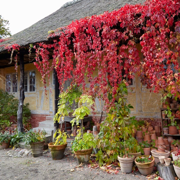 Bloomique - Parthenocissus Quinquefolia Engelmannii - Wildrebe - Kletterpflanzen - Gartenpflanzen - Winterhart - Topf 15 cm - 70-80 cm hoch