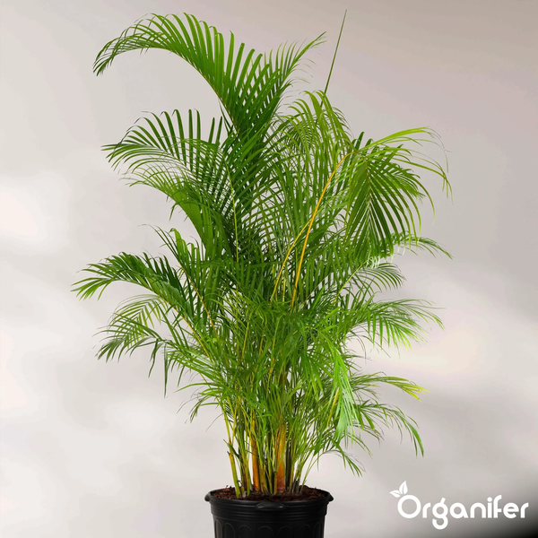 Palme mit großen grünen Wedeln in einem Garten vor einem Haus mit Ziegeldach. Organifer Logo.