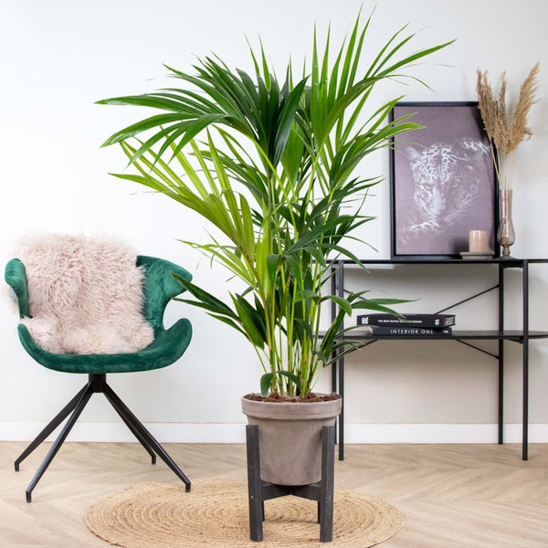Bloomique - Howea Forsteriana - Kentia Palme - Zimmerpflanzen - Pflegeleicht - Haustierfreundlich - Höhe 90-100 cm - Topf 19 cm