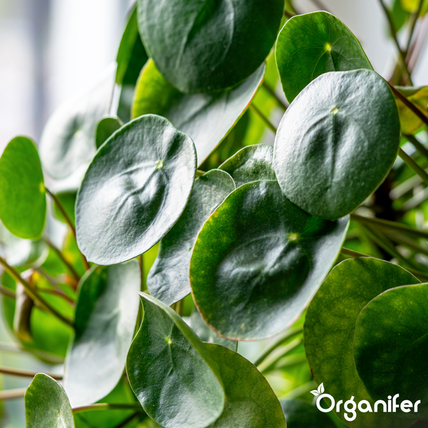 Nahaufnahme der runden Blätter einer Pilea peperomioides Zimmerpflanze mit Organifer Logo.