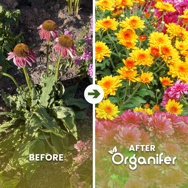 Vergleich mit welkenden Pflanzen links und blühenden Blumen rechts nach Nutzung von Organifer Pflanzenpflege. Organifer Logo.