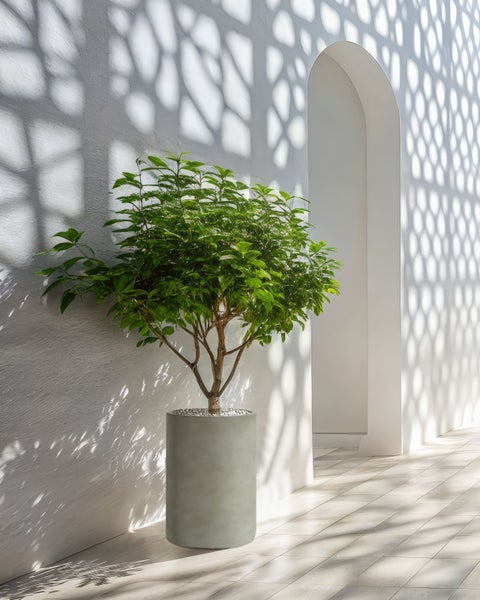 Dekoratives Zimmer mit einem Baum in einem zylindrischen Pflanzgefäß.