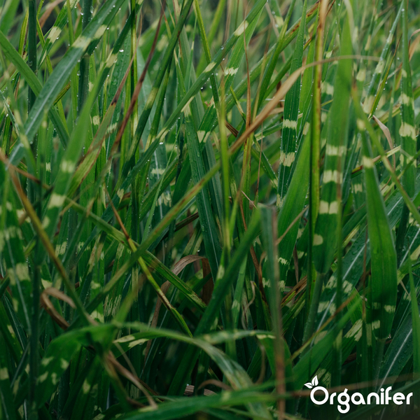 Nahaufnahme von Zebragras Miscanthus sinensis Zebrinus mit gestreiften Halmen und Wassertropfen. Organifer Logo.