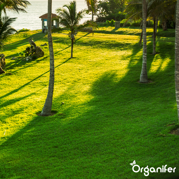 Gepflegter Rasen mit Palmen in Küstennähe